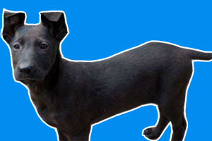 黑狼犬幼犬挑選怎么挑