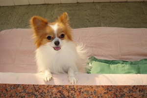 蝴蝶犬如何辨認(rèn)