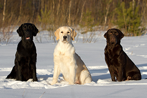 拉布拉多怎么看純不純