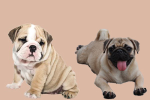 小沙皮狗和八哥的區(qū)別有哪些