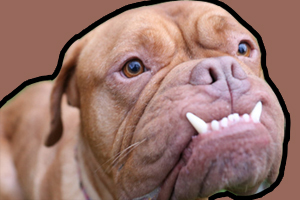 法國(guó)波爾多犬的性格如何