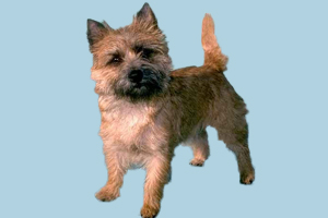 凱安梗選購(gòu)技巧有哪些