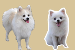 狐貍?cè)筒┟赖膮^(qū)別是什么