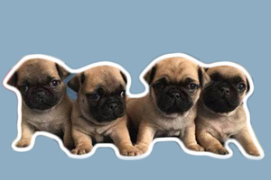 小巴哥犬怎么看純不純