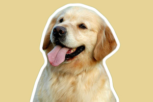 金毛犬購買注意事項(xiàng)