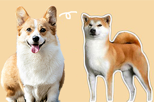 柯基和秋田犬的區(qū)別