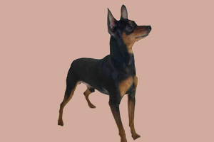 迷你杜賓犬的缺點(diǎn)有哪些