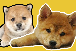 豆柴犬和普通柴犬區(qū)別是什么