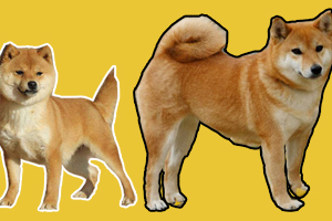 豆柴犬和柴犬區(qū)別是什么