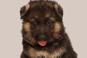 德牧幼犬驅(qū)蟲方法是什么