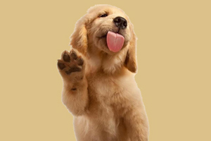 如何判斷狗狗年齡