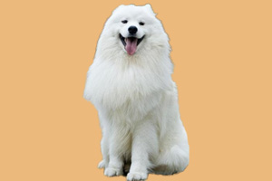 薩摩犬怎么養(yǎng)