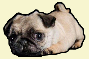 巴哥狗掉毛怎么辦