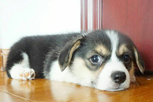 柯基不吃狗糧怎么辦