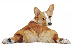 柯基為什么要斷尾巴