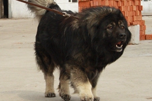 高加索犬怎么喂養(yǎng)