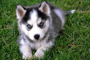 養(yǎng)二哈需要注意什么