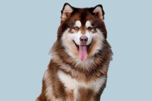 阿拉斯加狗吃什么好