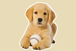 小金毛犬怎么養(yǎng)