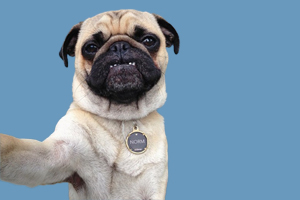 巴哥狗怎么養(yǎng)