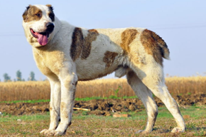 中亞牧羊犬幼犬怎么喂養(yǎng)