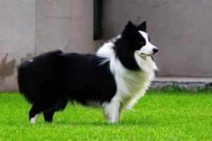 邊牧犬吃什么毛色好