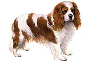 西班牙小獵犬幼犬怎么喂養(yǎng)