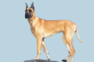 大丹犬吃什么好