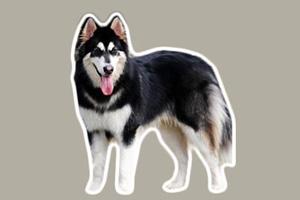 阿拉斯加犬喂養(yǎng)方法是什么