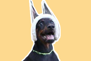 杜賓犬為什么要剪耳