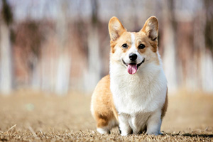 柯基狗味很重怎么辦