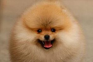 博美犬皮膚病怎么預防