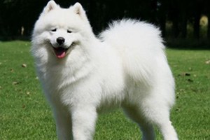 薩摩耶犬吃什么