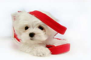 小比熊犬怎么養(yǎng)