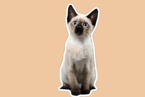 泰國暹羅貓怎么養(yǎng)