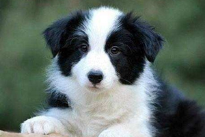 養(yǎng)邊牧要注意什么