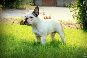 法國斗牛犬怎么喂養(yǎng)