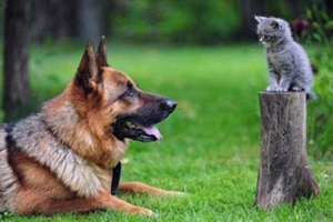 養(yǎng)德牧需要注意什么