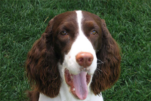 史賓格犬喜歡吃什么