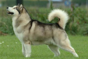 阿拉斯加雪橇犬吃什么