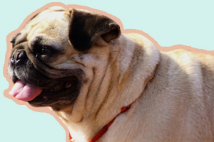 巴哥犬體臭怎么辦