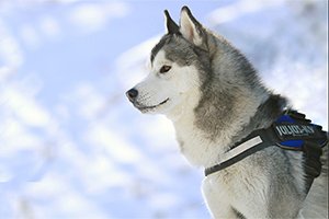 哈士奇吃什么好