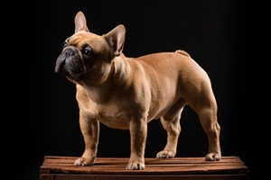 法國斗牛犬怎么洗澡