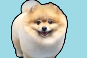 博美狗狗剪毛教程是什么