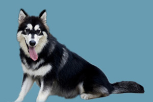 阿拉斯加犬如何喂養(yǎng)