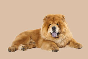 松獅犬怎么養(yǎng)