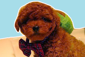 貴賓狗怎么洗澡