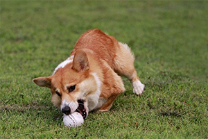 威爾士柯基犬吃什么