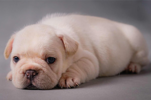 法斗犬怎么養(yǎng)