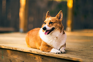 柯基飼養(yǎng)注意事項